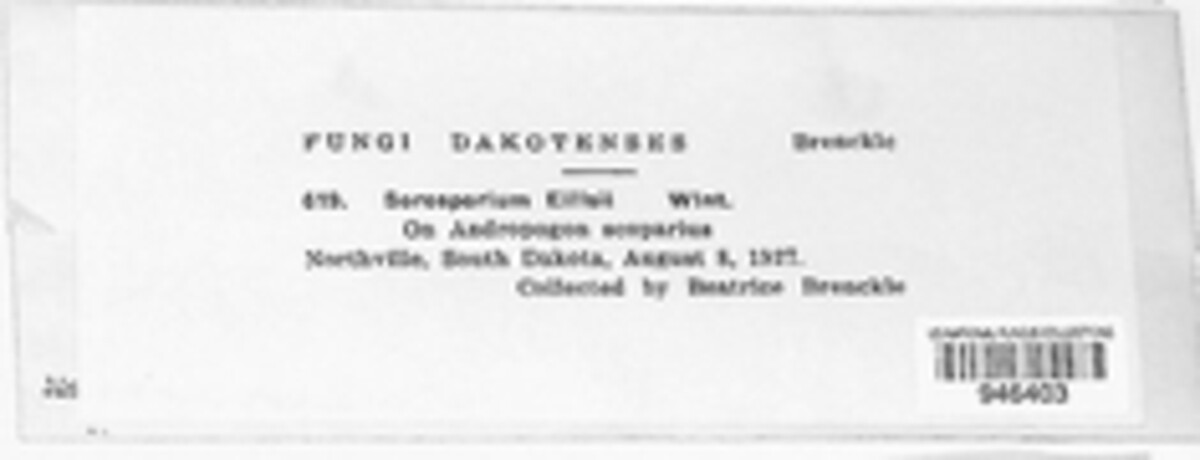 Sporisorium ellisii image
